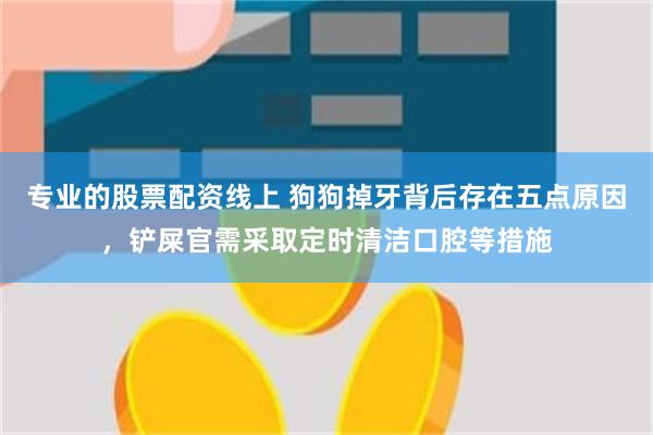 专业的股票配资线上 狗狗掉牙背后存在五点原因，铲屎官需采取定时清洁口腔等措施